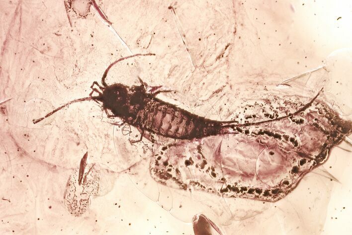 Detailed Fossil Bristletail and True Midge In Baltic Amber #367512